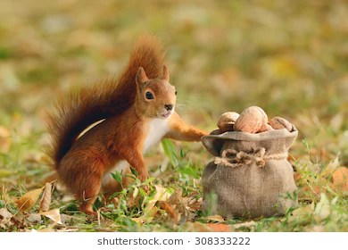 portrait-red-squirrel-holding-bag-260nw-308333222